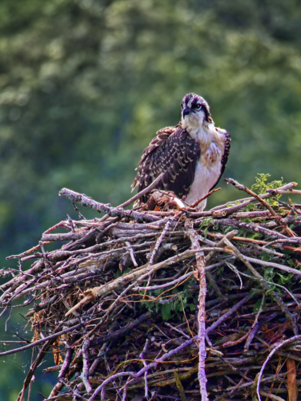 An osprey standing on a large stick nest